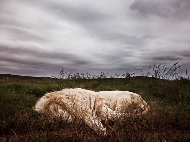 Lion Sleeping in South Africa - By Ande Truman