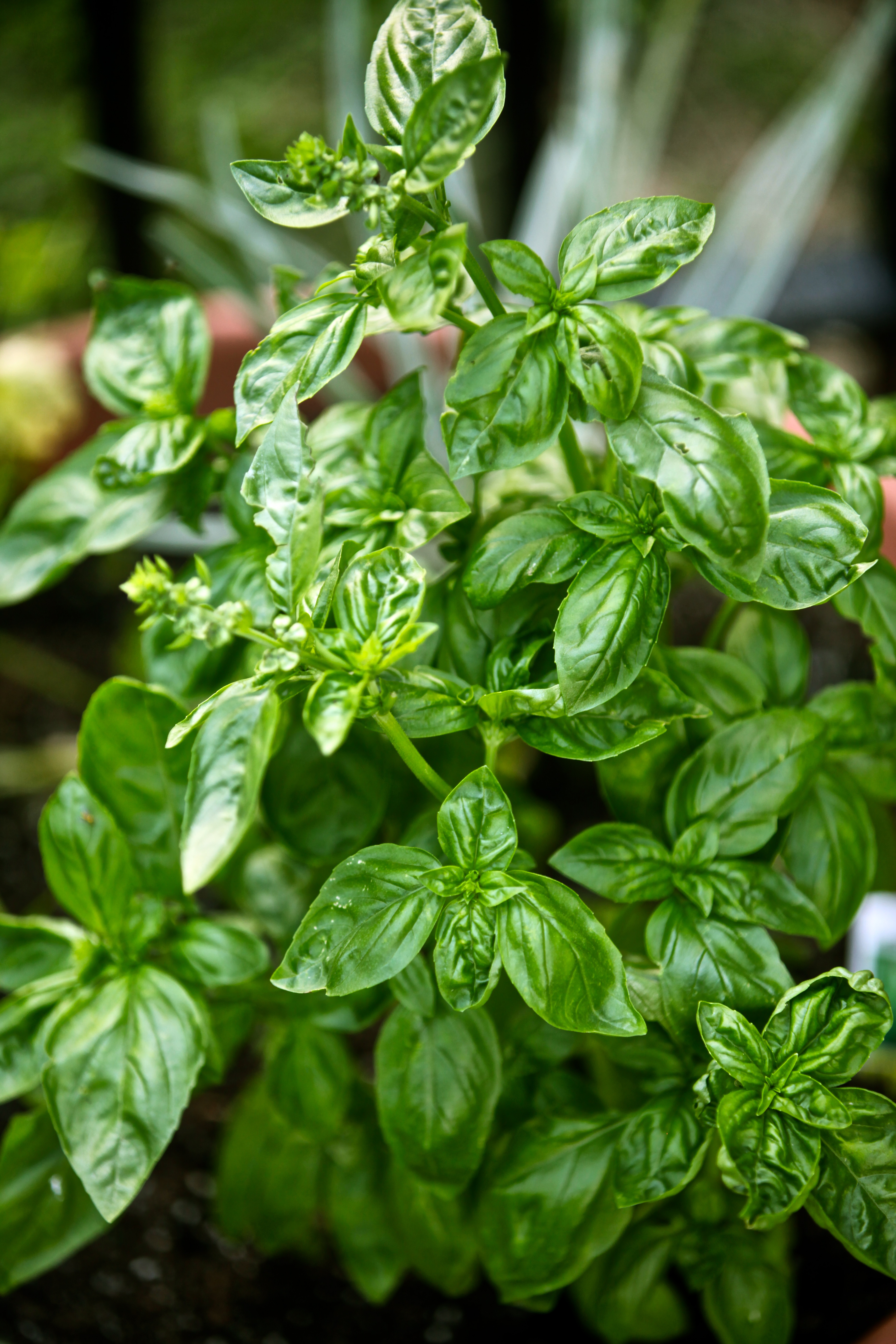 Fresh Herb & Garlic Dressing Recipe